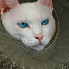 ARCHDUKE ALBERT PREMIUM TABLO